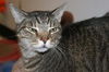 Leonard