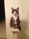 Axel *Declawed*