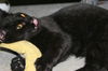 Herman