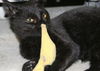 Herman