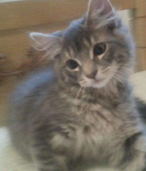Dorian