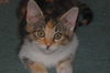 Gretchen