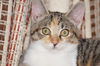 Gretchen