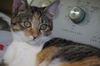Gretchen