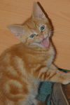 Flynn