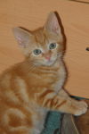 Flynn