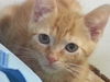 Flynn
