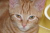 Flynn
