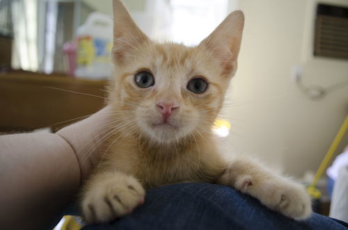 Luca