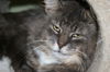 Gunther (FIV+)