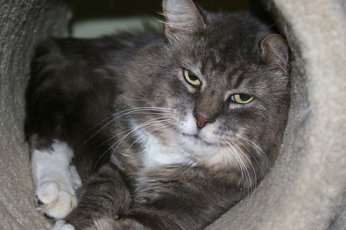 Gunther (FIV+)