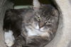 Gunther (FIV+)