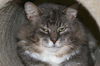 Gunther (FIV+)