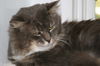 Gunther (FIV+)