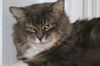 Gunther (FIV+)