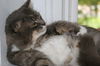Gunther (FIV+)