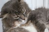 Gunther (FIV+)