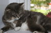 Gunther (FIV+)