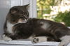 Gunther (FIV+)