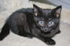 Nerlens