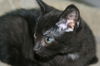 Nerlens