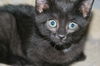 Nerlens