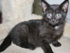 Nerlens