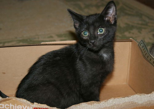 Nerlens
