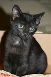 Nerlens