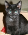 Nerlens