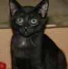 Nerlens