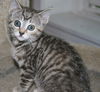 Misha