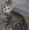 Misha