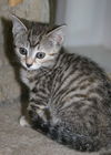 Misha