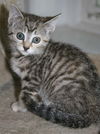 Misha
