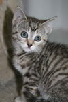 Misha