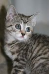 Misha