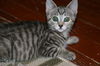 Misha