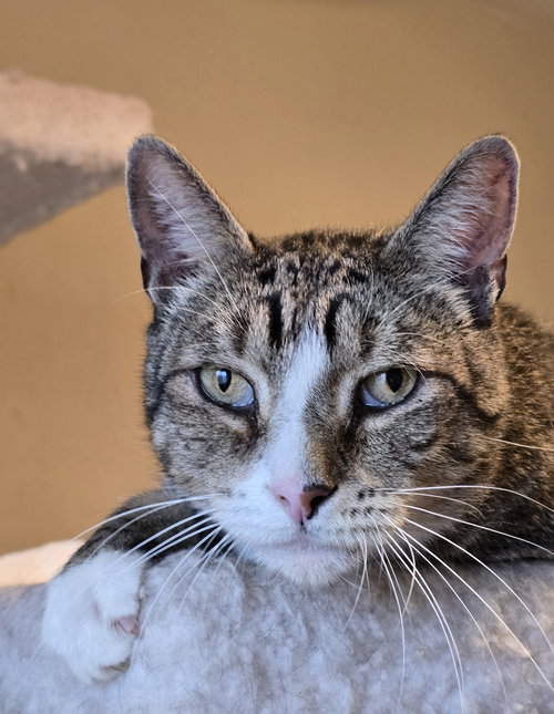 picture of the cat needing adoption