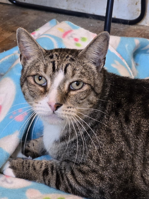 DEVLIN - Domestic Short Hair available for adoption