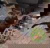 Shylo *video*