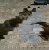 Shylo *video*