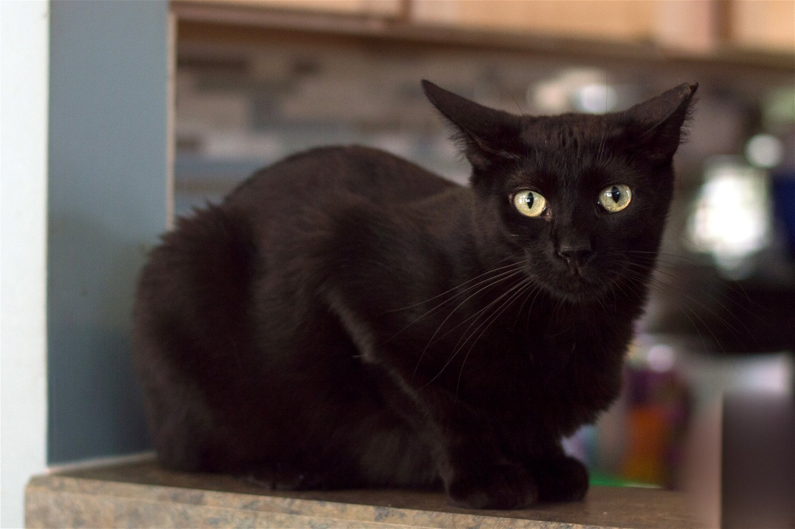 adoptable Cat in Philadelphia, PA named Anouk
