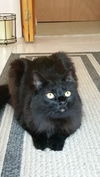 Shadow *Declawed* *Video*