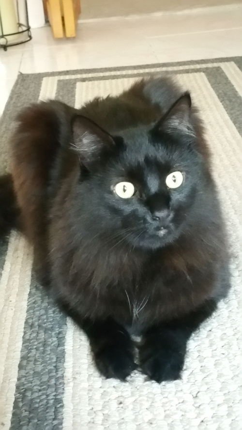 Shadow *Declawed* *Video*