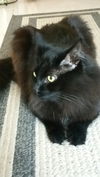 Shadow *Declawed* *Video*