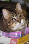Lola *Blind*