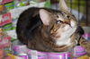 Lola *Blind*