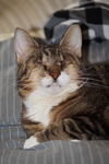 Lola *Blind*