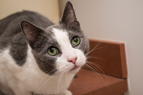 Franklin *Declawed*